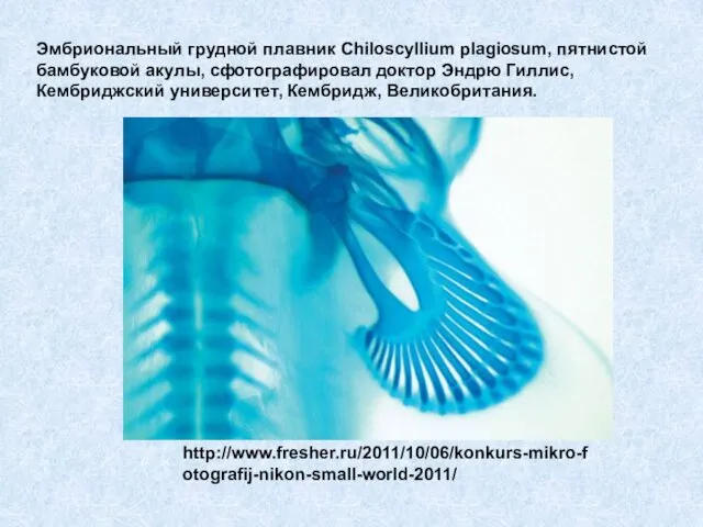 Эмбриональный грудной плавник Chiloscyllium plagiosum, пятнистой бамбуковой акулы, сфотографировал доктор Эндрю