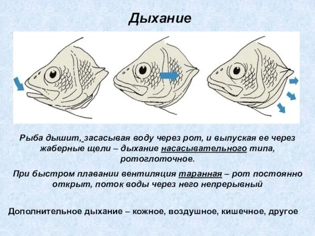 Рыба дышит, засасывая воду через рот, и выпуская ее через жаберные