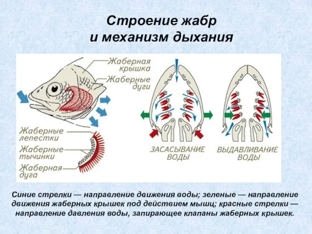 Синие стрелки — направление движения воды; зеленые — направление движения жаберных