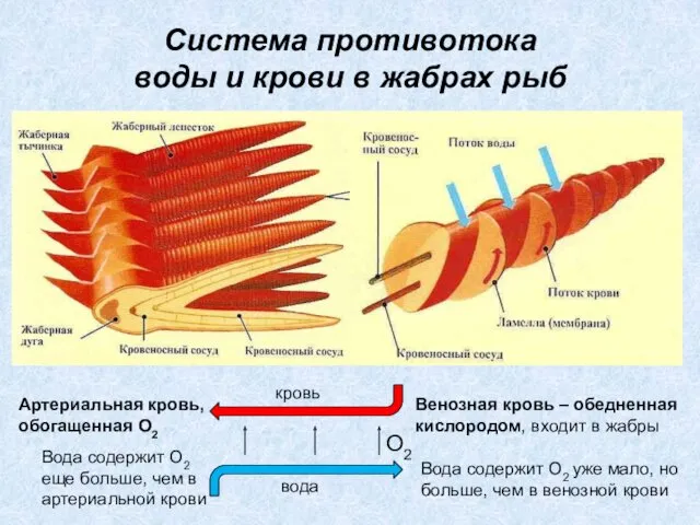 Система противотока воды и крови в жабрах рыб вода кровь О2