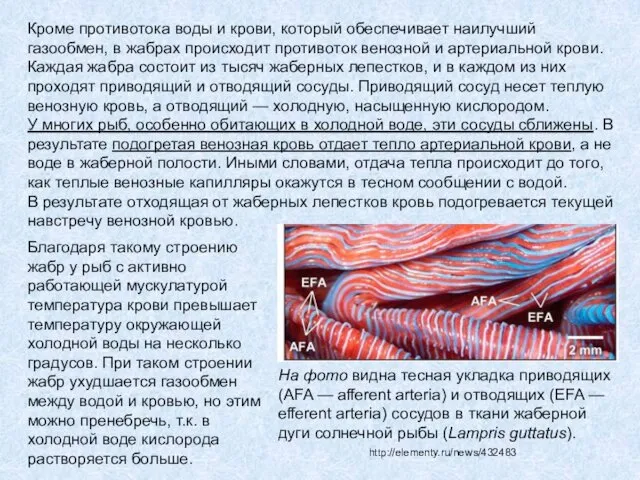 Кроме противотока воды и крови, который обеспечивает наилучший газообмен, в жабрах