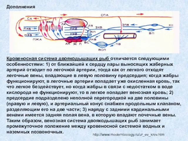 Кровеносная система двоякодышащих рыб отличается следующими особенностями: 1) от ближайшей к