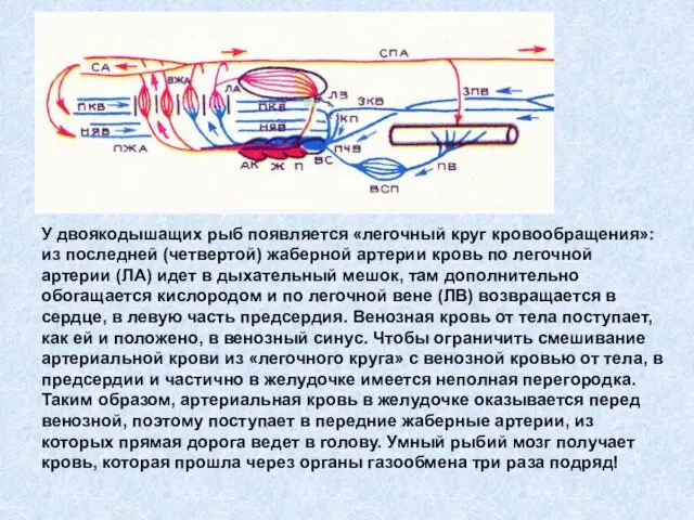 Двоякодышащие рыбы У двоякодышащих рыб появляется «легочный круг кровообращения»: из последней