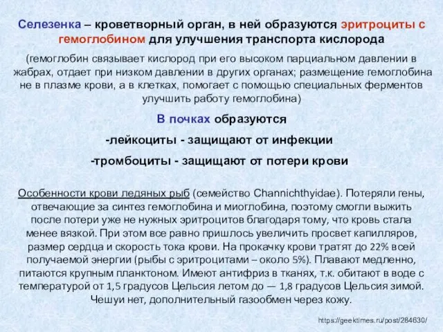 Селезенка – кроветворный орган, в ней образуются эритроциты с гемоглобином для