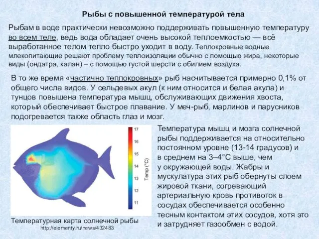 Рыбы с повышенной температурой тела Рыбам в воде практически невозможно поддерживать