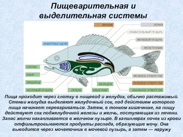 Пища проходит через глотку в пищевод и желудок, обычно растяжимый. Стенки