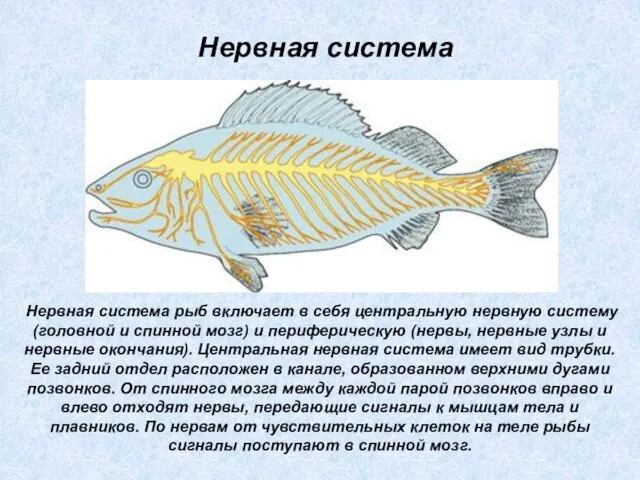 Нервная система рыб включает в себя центральную нервную систему (головной и