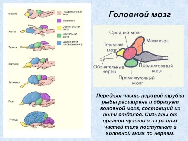 Передняя часть нервной трубки рыбы расширена и образует головной мозг, состоящий