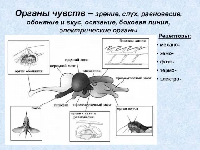 Органы чувств – зрение, слух, равновесие, обоняние и вкус, осязание, боковая