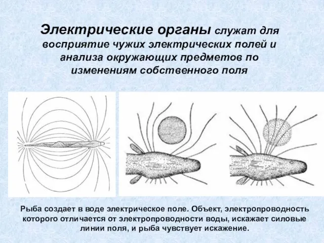 Электрические органы служат для восприятие чужих электрических полей и анализа окружающих