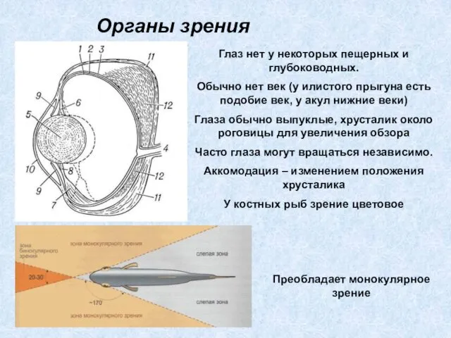 Органы зрения Глаз нет у некоторых пещерных и глубоководных. Обычно нет