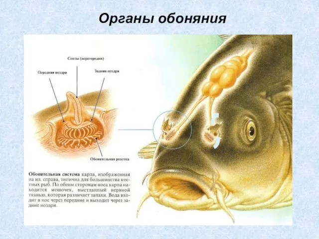 Органы обоняния