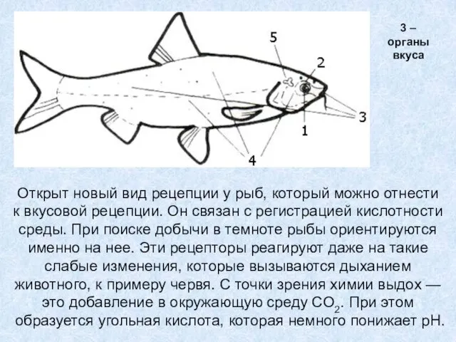 Открыт новый вид рецепции у рыб, который можно отнести к вкусовой