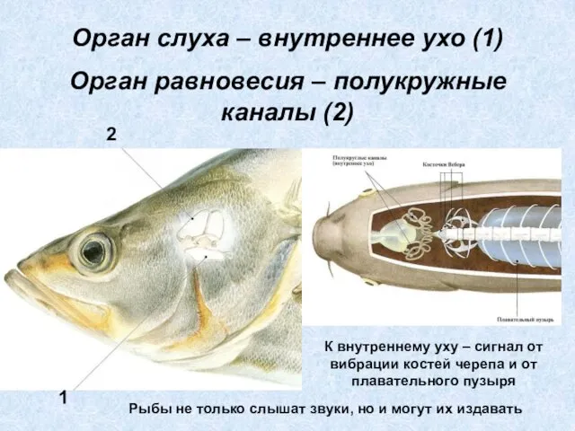 Орган слуха – внутреннее ухо (1) Орган равновесия – полукружные каналы