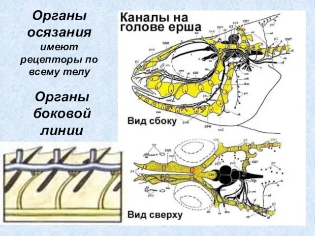 Органы боковой линии Органы осязания имеют рецепторы по всему телу