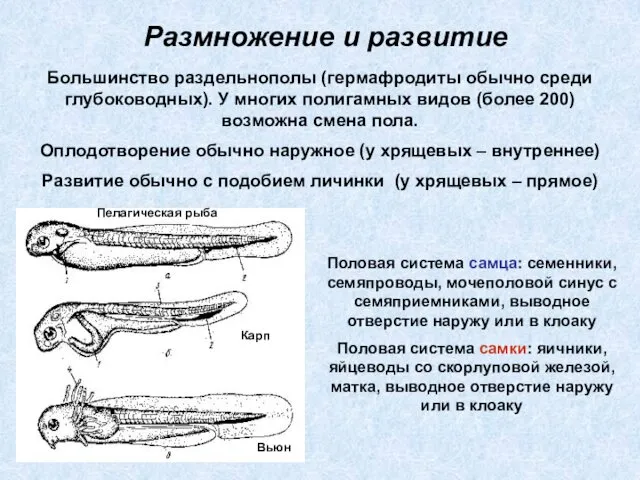 Размножение и развитие Большинство раздельнополы (гермафродиты обычно среди глубоководных). У многих