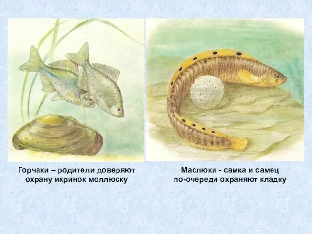 Горчаки – родители доверяют охрану икринок моллюску Маслюки - самка и самец по-очереди охраняют кладку