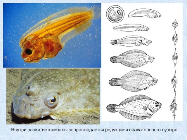 Внутри развитие камбалы сопровождается редукцией плавательного пузыря