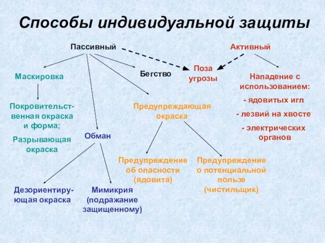 Способы индивидуальной защиты Пассивный Активный Бегство Покровительст-венная окраска и форма; Разрывающая