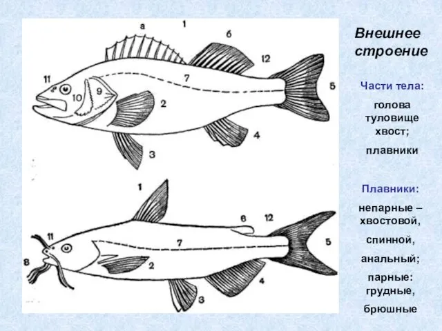 Внешнее строение Части тела: голова туловище хвост; плавники Плавники: непарные –