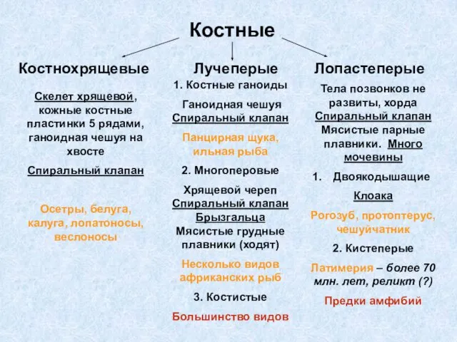 Костные Костнохрящевые Лучеперые Лопастеперые Скелет хрящевой, кожные костные пластинки 5 рядами,