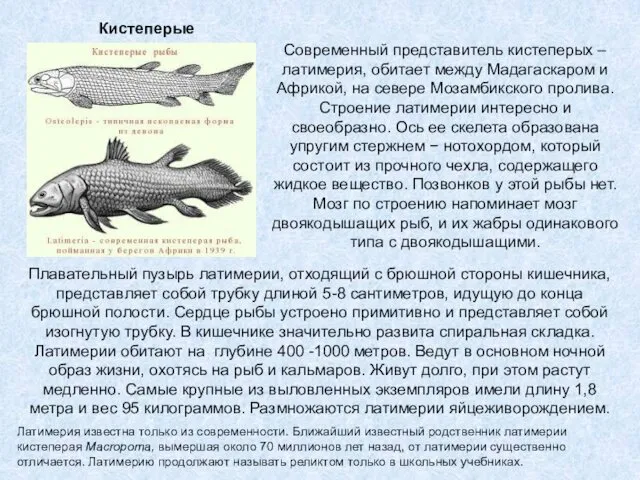 Плавательный пузырь латимерии, отходящий с брюшной стороны кишечника, представляет собой трубку