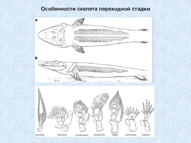 Особенности скелета переходной стадии