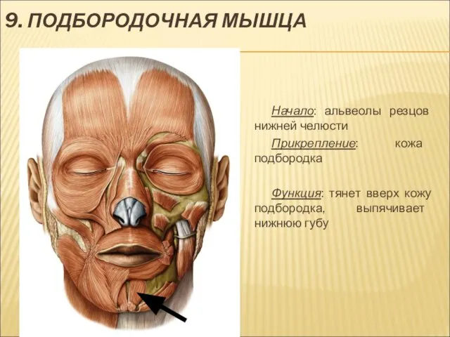 9. ПОДБОРОДОЧНАЯ МЫШЦА Начало: альвеолы резцов нижней челюсти Прикрепление: кожа подбородка