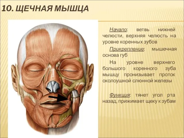 10. ЩЕЧНАЯ МЫШЦА Начало: ветвь нижней челюсти, верхняя челюсть на уровне