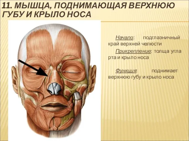 11. МЫШЦА, ПОДНИМАЮЩАЯ ВЕРХНЮЮ ГУБУ И КРЫЛО НОСА Начало: подглазничный край