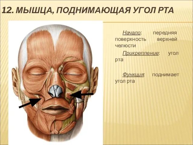 12. МЫШЦА, ПОДНИМАЮЩАЯ УГОЛ РТА Начало: передняя поверхность верхней челюсти Прикрепление: