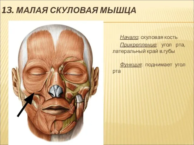 13. МАЛАЯ СКУЛОВАЯ МЫШЦА Начало: скуловая кость Прикрепление: угол рта, латеральный