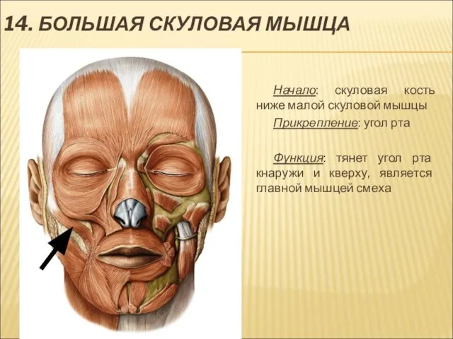 14. БОЛЬШАЯ СКУЛОВАЯ МЫШЦА Начало: скуловая кость ниже малой скуловой мышцы