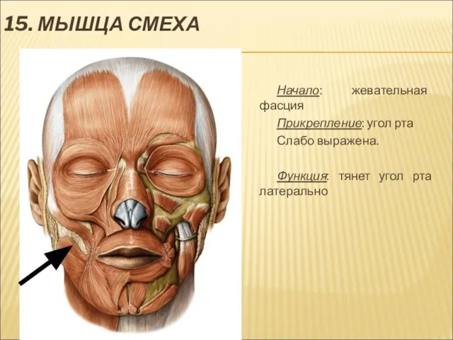 15. МЫШЦА СМЕХА Начало: жевательная фасция Прикрепление: угол рта Слабо выражена. Функция: тянет угол рта латерально