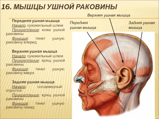 16. МЫШЦЫ УШНОЙ РАКОВИНЫ Передняя ушная мышца Начало: сухожильный шлем Прикрепление: