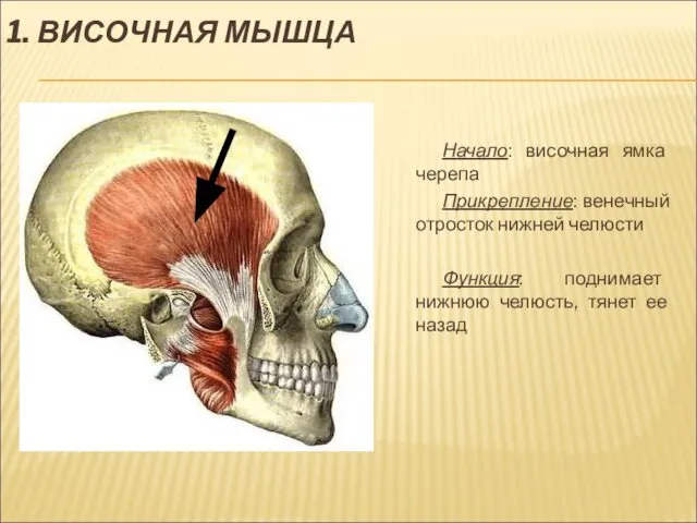 1. ВИСОЧНАЯ МЫШЦА Начало: височная ямка черепа Прикрепление: венечный отросток нижней