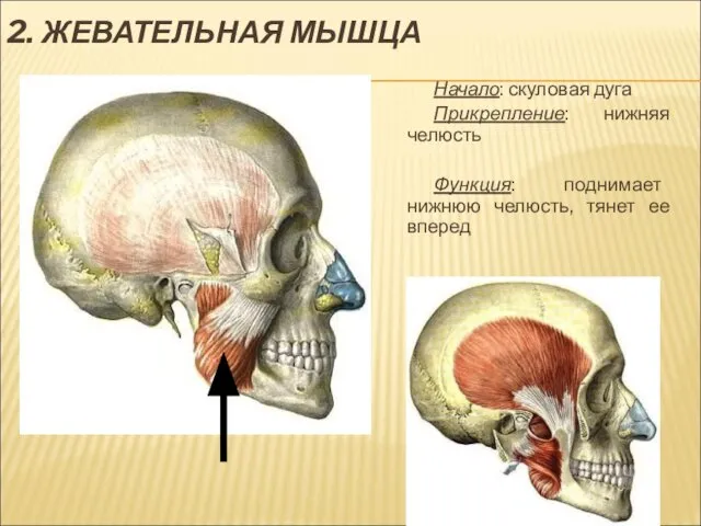 2. ЖЕВАТЕЛЬНАЯ МЫШЦА Начало: скуловая дуга Прикрепление: нижняя челюсть Функция: поднимает нижнюю челюсть, тянет ее вперед