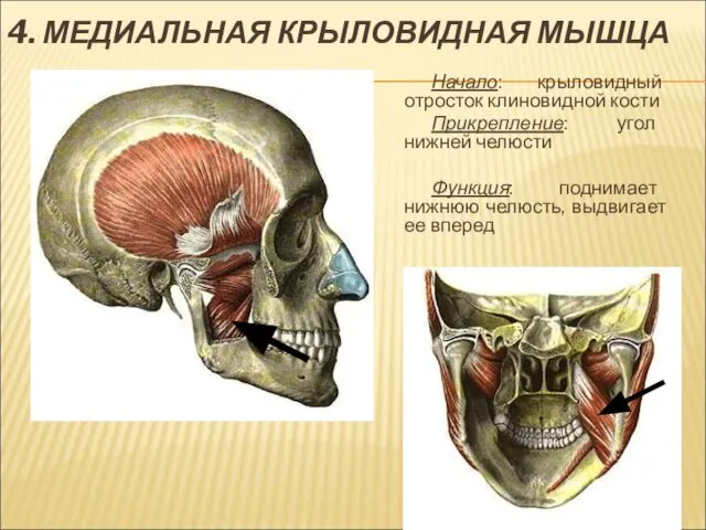 4. МЕДИАЛЬНАЯ КРЫЛОВИДНАЯ МЫШЦА Начало: крыловидный отросток клиновидной кости Прикрепление: угол