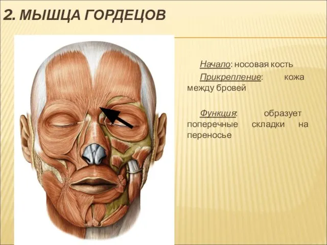 2. МЫШЦА ГОРДЕЦОВ Начало: носовая кость Прикрепление: кожа между бровей Функция: образует поперечные складки на переносье