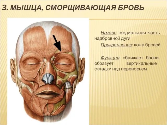 3. МЫШЦА, СМОРЩИВАЮЩАЯ БРОВЬ Начало: медиальная часть надбровной дуги Прикрепление: кожа