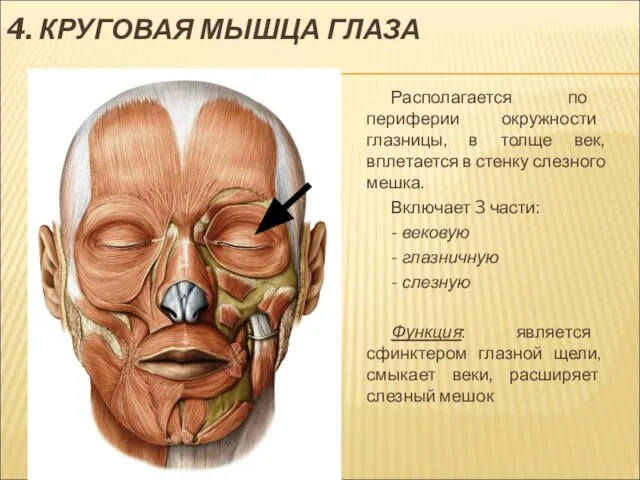 4. КРУГОВАЯ МЫШЦА ГЛАЗА Располагается по периферии окружности глазницы, в толще
