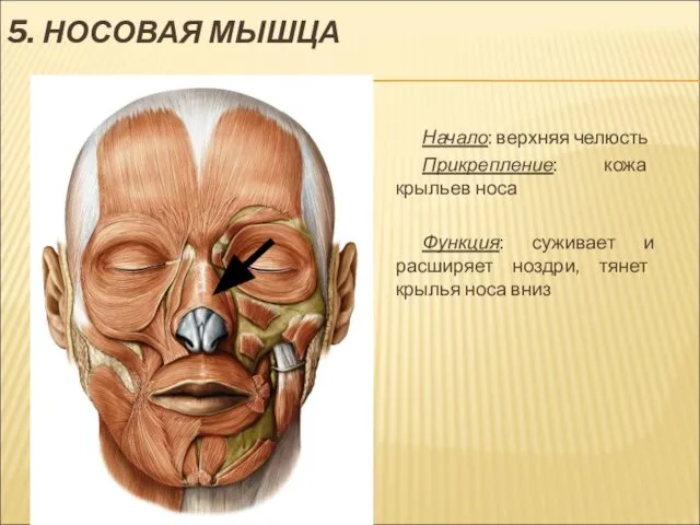 5. НОСОВАЯ МЫШЦА Начало: верхняя челюсть Прикрепление: кожа крыльев носа Функция: