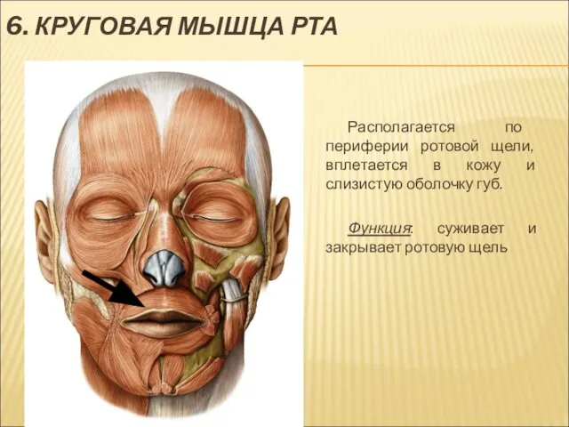 6. КРУГОВАЯ МЫШЦА РТА Располагается по периферии ротовой щели, вплетается в