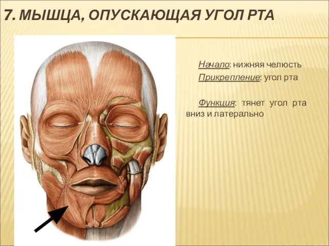 7. МЫШЦА, ОПУСКАЮЩАЯ УГОЛ РТА Начало: нижняя челюсть Прикрепление: угол рта