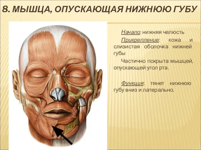 8. МЫШЦА, ОПУСКАЮЩАЯ НИЖНЮЮ ГУБУ Начало: нижняя челюсть Прикрепление: кожа и