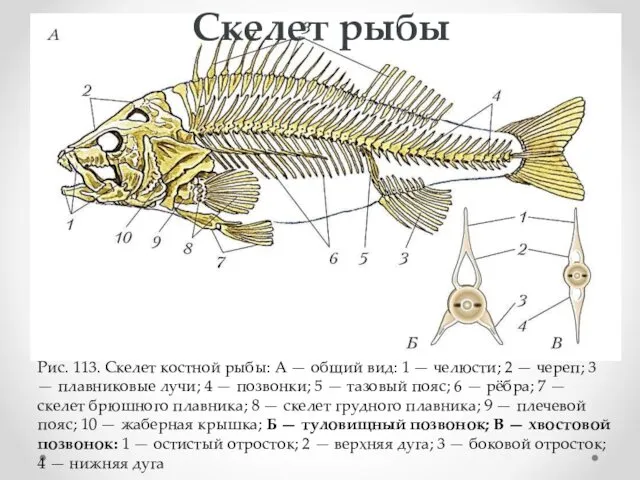 Рис. 113. Скелет костной рыбы: А — общий вид: 1 —