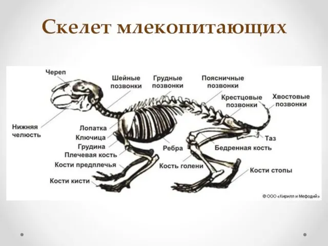 Скелет млекопитающих