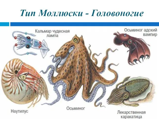 Тип Моллюски - Головоногие