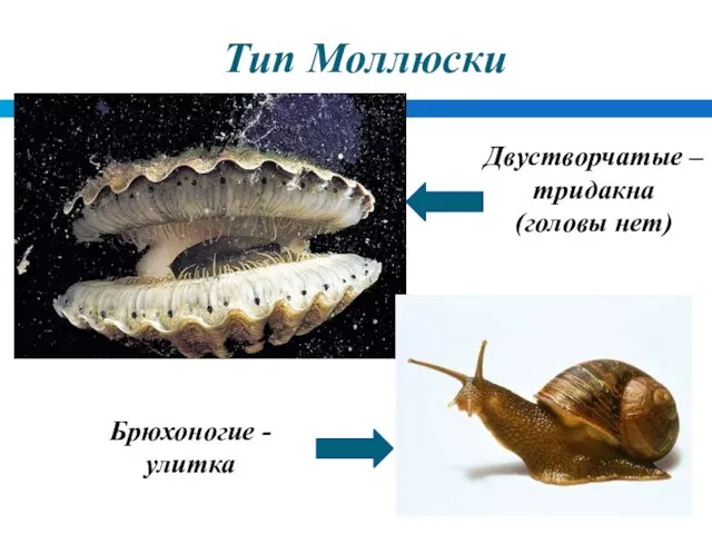 Тип Моллюски Двустворчатые – тридакна (головы нет) Брюхоногие - улитка