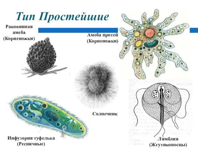 Тип Простейшие Амеба протей (Корненожки) Лямблия (Жгутиконосцы) Инфузория туфелька (Ресничные) Раковинная амеба (Корненожки) Солнечник